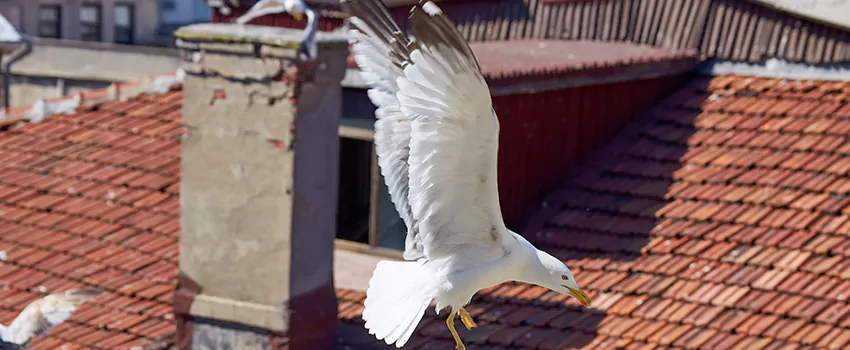 Residential Chimney Animal Removal Solution in Siloam Springs, AR