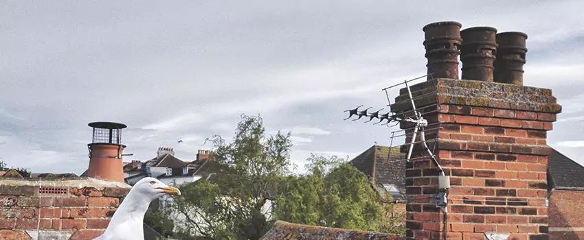 Chimney Cleaning And Restoration in Siloam Springs, Arkansas